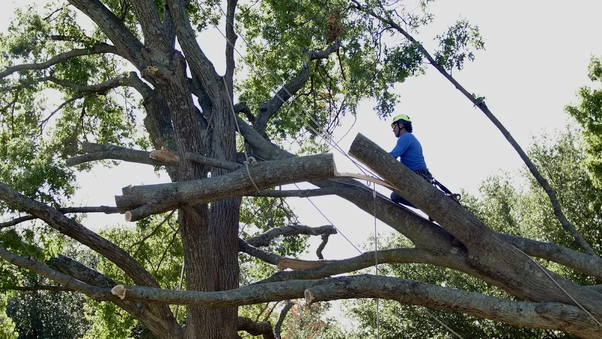 Professional Crown Thinning performed by certified arborists in Mount Calvary